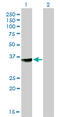 DNA-3-methyladenine glycosylase antibody, LS-C133325, Lifespan Biosciences, Western Blot image 