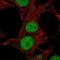 Dehydrogenase/Reductase 12 antibody, NBP2-37961, Novus Biologicals, Immunofluorescence image 