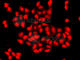 Calcium/Calmodulin Dependent Protein Kinase ID antibody, A7512, ABclonal Technology, Immunofluorescence image 