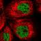 UBX Domain Protein 7 antibody, HPA048441, Atlas Antibodies, Immunofluorescence image 