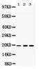 SUB1 Regulator Of Transcription antibody, PA5-80084, Invitrogen Antibodies, Western Blot image 
