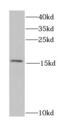 Retinol-binding protein 2 antibody, FNab07189, FineTest, Western Blot image 