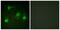 p65 antibody, GTX86963, GeneTex, Immunofluorescence image 
