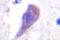 Hepatocyte Growth Factor-Regulated Tyrosine Kinase Substrate antibody, LS-C176533, Lifespan Biosciences, Immunohistochemistry frozen image 