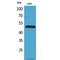 Vascular Endothelial Growth Factor C antibody, LS-C387076, Lifespan Biosciences, Western Blot image 
