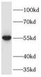 Xaa-Pro dipeptidase antibody, FNab06307, FineTest, Western Blot image 