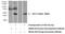 N(4)-(beta-N-acetylglucosaminyl)-L-asparaginase antibody, 17299-1-AP, Proteintech Group, Western Blot image 