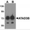 ATPase Family AAA Domain Containing 3B antibody, MBS150279, MyBioSource, Western Blot image 
