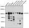Golgin A1 antibody, A14688, ABclonal Technology, Western Blot image 