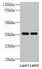 Nuclear Apoptosis Inducing Factor 1 antibody, CSB-PA715122LA01HU, Cusabio, Western Blot image 