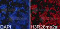 Histone H3 antibody, A2375, ABclonal Technology, Immunofluorescence image 
