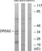 Olfactory Receptor Family 5 Subfamily A Member 2 antibody, PA5-39643, Invitrogen Antibodies, Western Blot image 