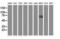 Butyrylcholinesterase antibody, NBP2-03523, Novus Biologicals, Western Blot image 