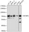 Imp2 antibody, 18-082, ProSci, Western Blot image 