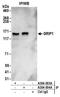Glutamate Receptor Interacting Protein 1 antibody, A304-003A, Bethyl Labs, Immunoprecipitation image 