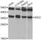 SDC2 antibody, LS-C747599, Lifespan Biosciences, Western Blot image 
