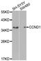Cyclin D1 antibody, LS-C331409, Lifespan Biosciences, Western Blot image 