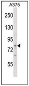 PHD finger protein 21A antibody, AP53283PU-N, Origene, Western Blot image 