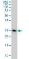 L-xylulose reductase antibody, LS-C133753, Lifespan Biosciences, Western Blot image 