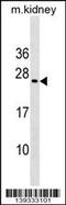 Homeobox protein MIXL1 antibody, 60-434, ProSci, Western Blot image 