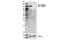 c-met antibody, 3127S, Cell Signaling Technology, Western Blot image 