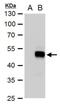 SRY-Box 18 antibody, NBP2-43708, Novus Biologicals, Western Blot image 