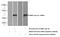 Stromal Cell Derived Factor 4 antibody, 10517-1-AP, Proteintech Group, Western Blot image 