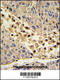 Collectin-11 antibody, 62-494, ProSci, Immunohistochemistry paraffin image 