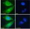 DT-diaphorase antibody, 45-981, ProSci, Immunofluorescence image 