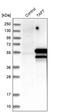 TATA-Box Binding Protein Associated Factor 7 antibody, PA5-52296, Invitrogen Antibodies, Western Blot image 