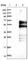 Dorsal Inhibitory Axon Guidance Protein antibody, HPA014302, Atlas Antibodies, Western Blot image 