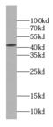 Creatine kinase M-type antibody, FNab01958, FineTest, Western Blot image 
