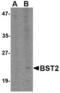 CD317 antibody, TA306600, Origene, Western Blot image 