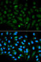 Decorin antibody, 16-716, ProSci, Immunofluorescence image 
