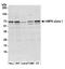 AMPK antibody, A300-507A, Bethyl Labs, Western Blot image 