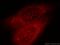 Anoctamin-2 antibody, 20647-1-AP, Proteintech Group, Immunofluorescence image 