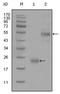 Hyaluronate receptor antibody, AM06286SU-N, Origene, Western Blot image 
