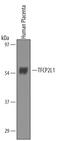 Transcription Factor CP2 Like 1 antibody, AF5726, R&D Systems, Western Blot image 