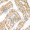 Translocase Of Outer Mitochondrial Membrane 20 antibody, A6774, ABclonal Technology, Immunohistochemistry paraffin image 