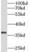 Insulin antibody, FNab04338, FineTest, Western Blot image 