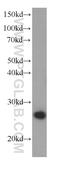 Protein-L-Isoaspartate (D-Aspartate) O-Methyltransferase antibody, 60172-1-Ig, Proteintech Group, Western Blot image 