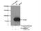 Coagulation Factor II, Thrombin antibody, 24295-1-AP, Proteintech Group, Immunoprecipitation image 