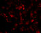 CUE Domain Containing 1 antibody, 4829, ProSci, Immunofluorescence image 