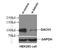 Dachshund Family Transcription Factor 1 antibody, 10914-1-AP, Proteintech Group, Western Blot image 
