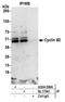 Cyclin B2 antibody, A304-509A, Bethyl Labs, Immunoprecipitation image 