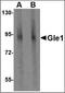 Nucleoporin GLE1 antibody, orb89227, Biorbyt, Western Blot image 