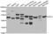 Golgi-associated PDZ and coiled-coil motif-containing protein antibody, LS-C349209, Lifespan Biosciences, Western Blot image 