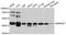 Mitochondrial Ribosomal Protein S27 antibody, A11667, ABclonal Technology, Western Blot image 