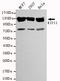 Kinesin-like protein KIF11 antibody, LS-B10258, Lifespan Biosciences, Western Blot image 