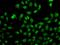 GC-A antibody, orb247795, Biorbyt, Immunofluorescence image 